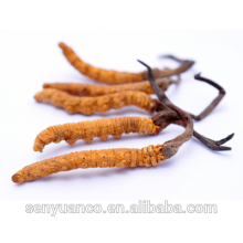 Extrait 100% naturel et pur de cordyceps, extrait de cordyceps sauvage en poudre d&#39;extrait de sinensis